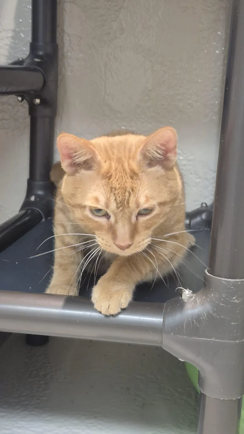 An adult medium-sized male Orange / Red Domestic Short Hair cat named Simba for adoption in Richmond, KY