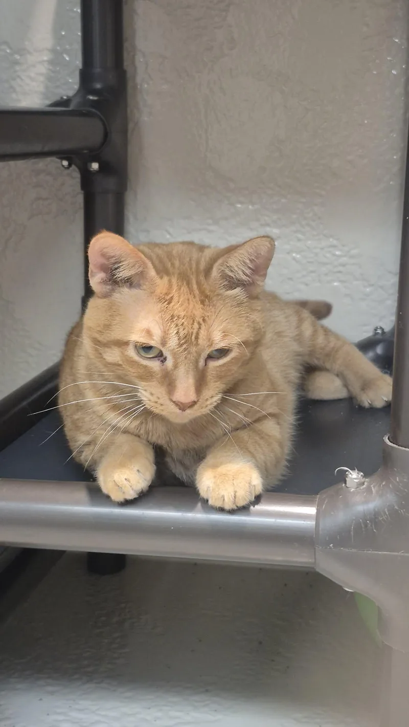 Simba thumbnail 2