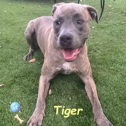 Tiger