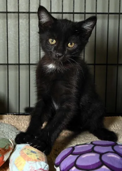 A young small-sized female Domestic Short Hair cat named Patches for adoption in Baton Rouge, LA