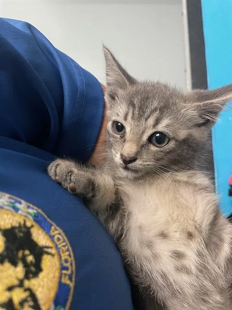 A baby small-sized female Domestic Short Hair cat named Monet for adoption in Saint Cloud, FL