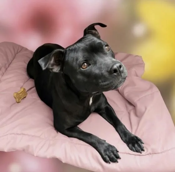 A young large-sized female Pit Bull Terrier dog named Licorice for adoption in San Pedro, CA