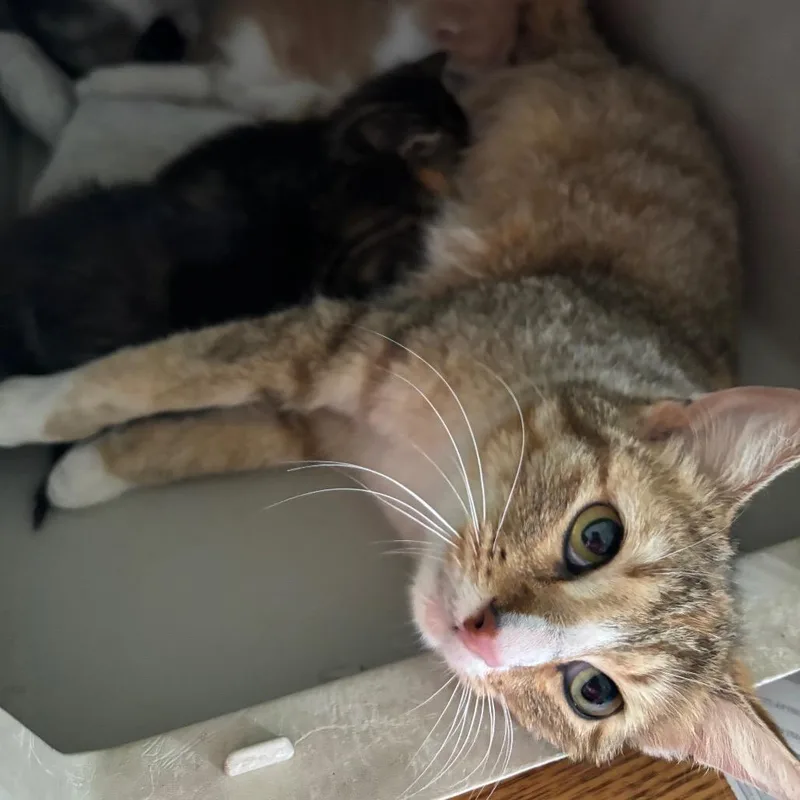 An adult medium-sized female Torbie Domestic Short Hair cat named Bacardi GHA for adoption in Columbia, MO