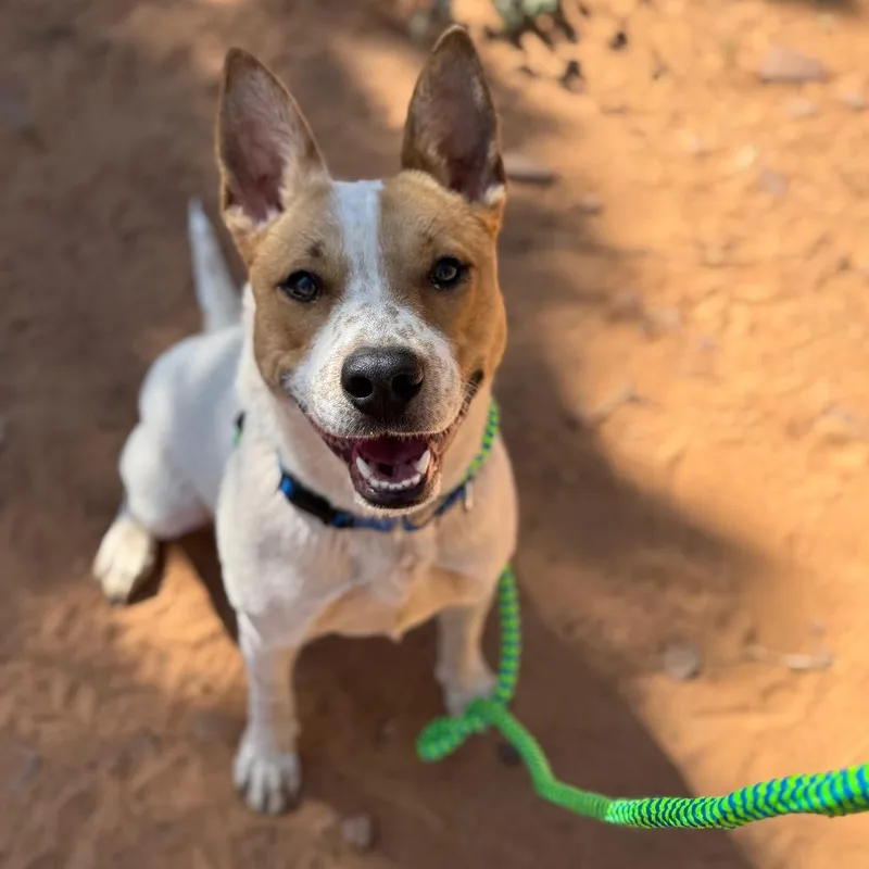 An adult medium-sized female White / Cream Cattle Dog dog named Chimkins for adoption in Branford, CT