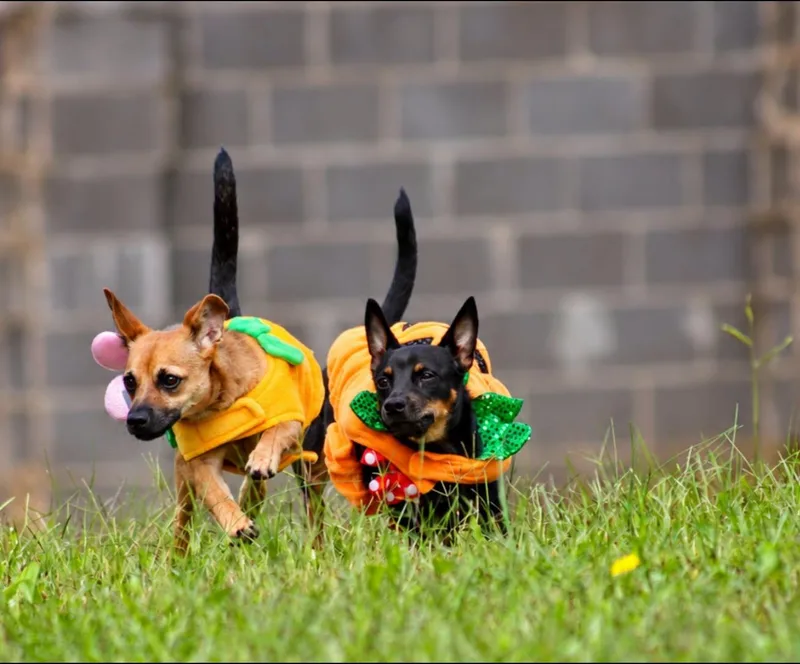 A baby small-sized female Bicolor Chihuahua dog named Izzy for adoption in Fort Mill, SC