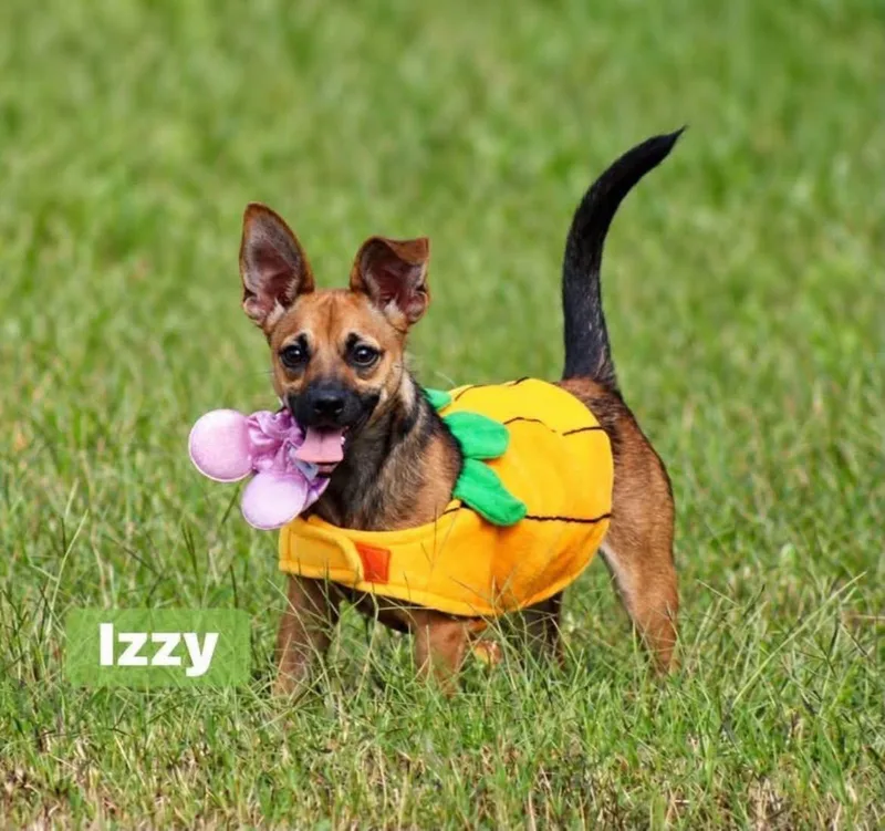 Izzy thumbnail 2