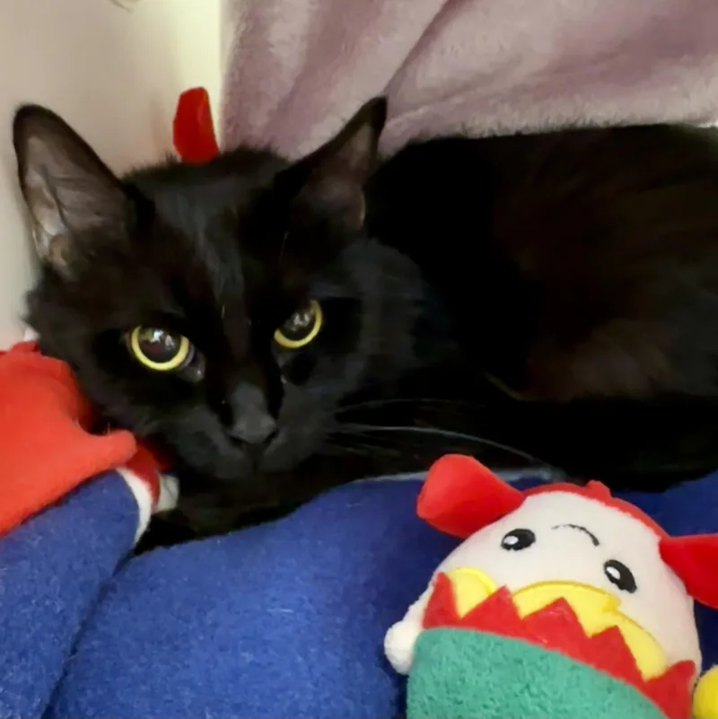 A senior large-sized female Black Domestic Short Hair cat named Popcorn for adoption in Reisterstown, MD
