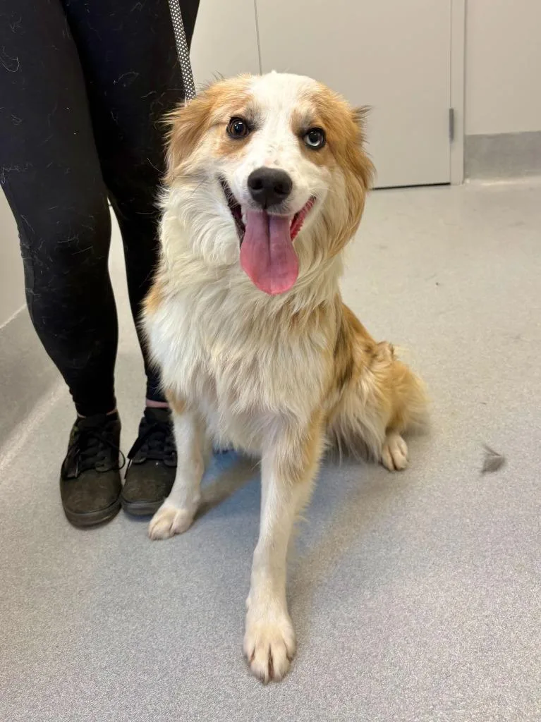 A young large-sized female Mixed Breed dog named Rainbow Brite for adoption in Chillicothe, OH