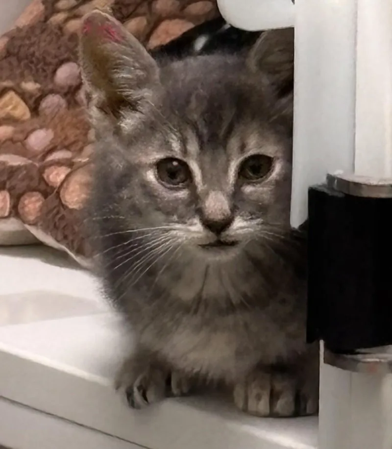 A baby small-sized female Domestic Short Hair cat named Lacy for adoption in Terryville, CT