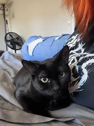 A young small-sized male Domestic Short Hair cat named Stardrop for adoption in Roseville, CA