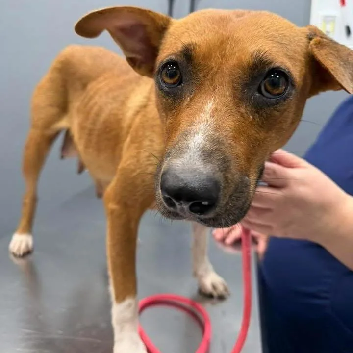 An adult medium-sized female Brown / Chocolate Beagle dog named Justice C for adoption in Allen, TX