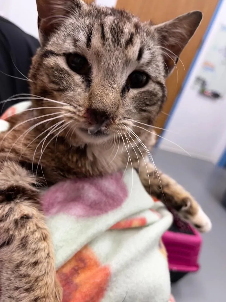 An adult small-sized male Domestic Short Hair cat named Coe for adoption in Hartsville, SC