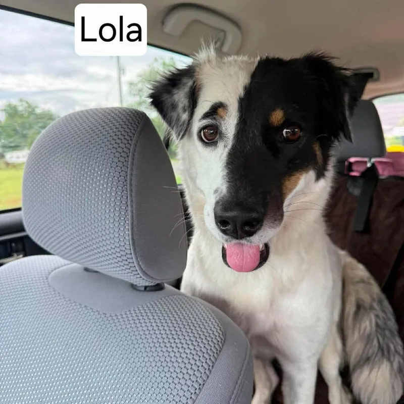 An adult medium-sized female White / Cream Australian Shepherd dog named Lola for adoption in Dover, AR