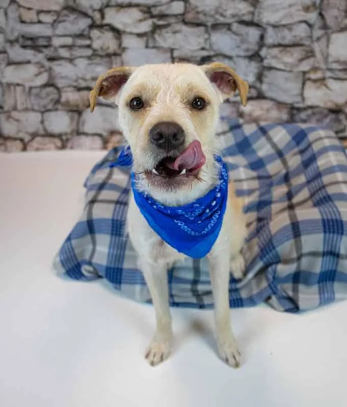 An adult medium-sized male Terrier dog named Butters for adoption in Kennesaw, GA