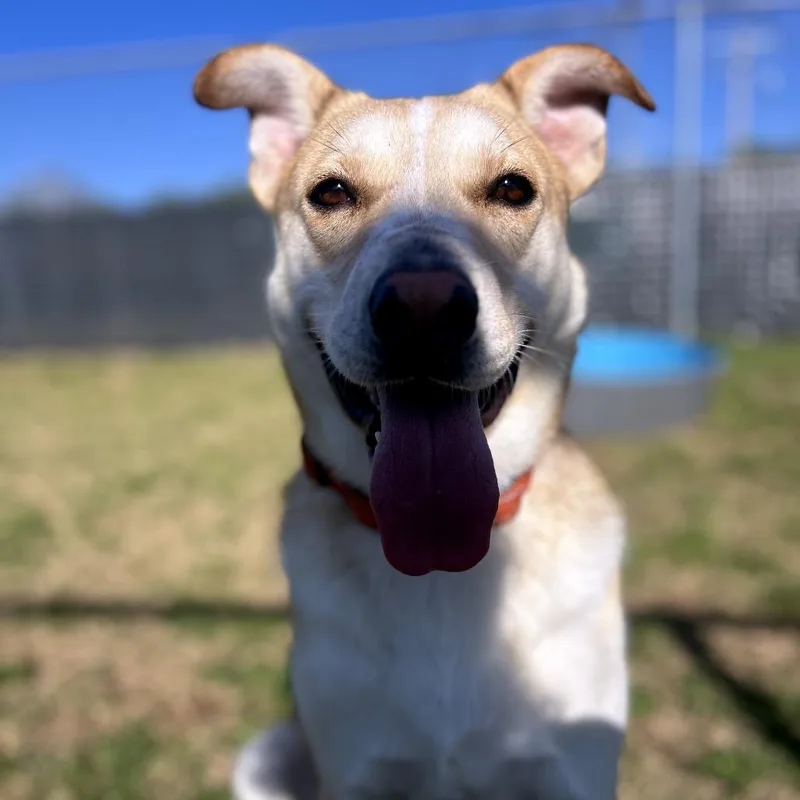 An adult large-sized male Golden Yellow Labrador Retriever dog named Oro for adoption in Norman, OK