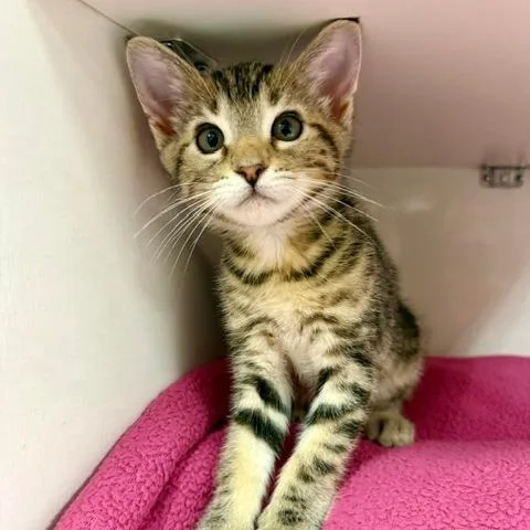 A baby small-sized male Brown / Chocolate Domestic Short Hair cat named Marlin for adoption in Redwood City, CA
