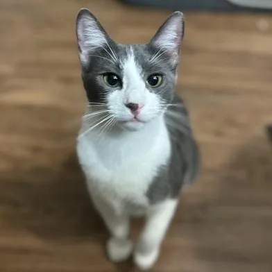 A young medium-sized female Gray & White Domestic Short Hair cat named Pumpkin Spice for adoption in Liverpool, TX