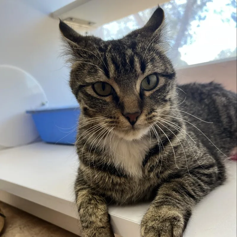 Felicity thumbnail 2