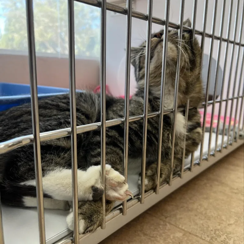 Felicity thumbnail 3