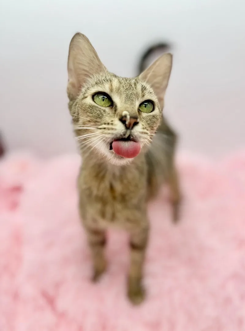 A young medium-sized female Tabby (Buff / Tan / Fawn) Domestic Short Hair cat named Florence Road for adoption in Covington, LA