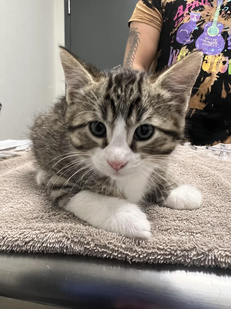 A baby small-sized male Domestic Short Hair cat named Amor for adoption in Chico, CA