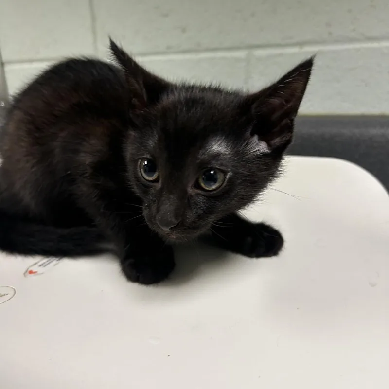 A baby small-sized male Black Domestic Short Hair cat named Marker for adoption in Waukesha, WI