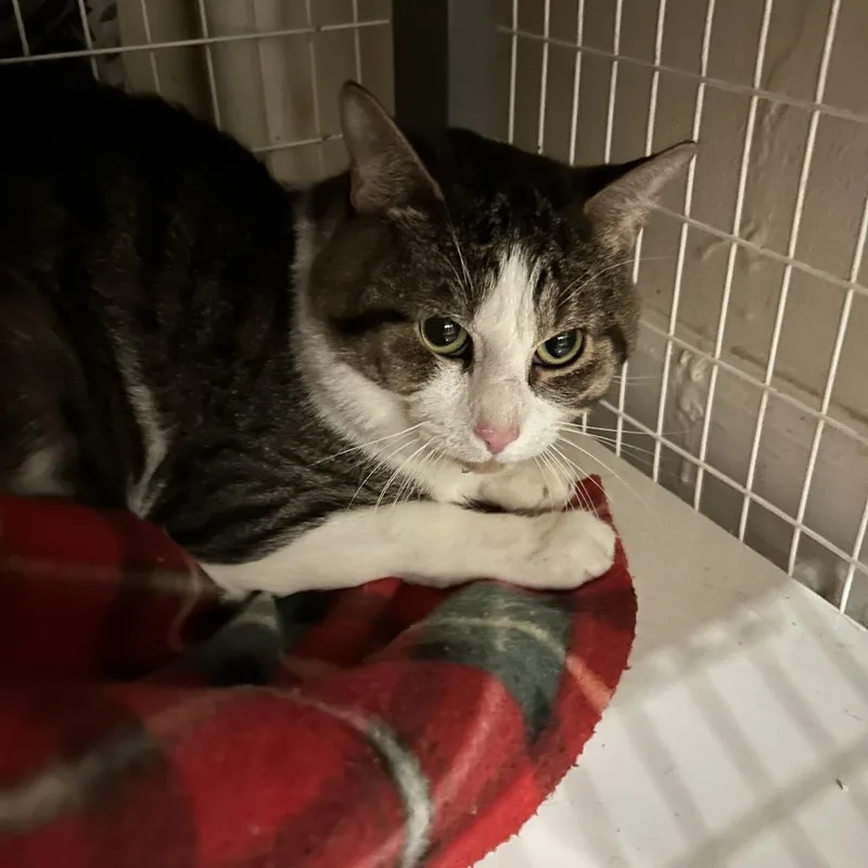 An adult medium-sized male Brown / Chocolate Domestic Short Hair cat named Scott for adoption in Middle Village, NY