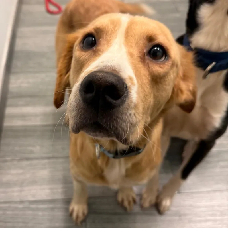 An adult medium-sized female Yellow / Tan / Blond / Fawn Mixed Breed dog named Rumi for adoption in Jacksonville, FL