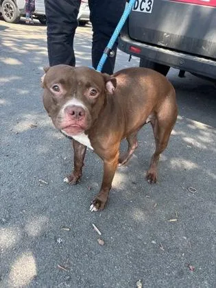 An adult medium-sized female Mixed Breed dog named Rosie for adoption in West Chester, PA