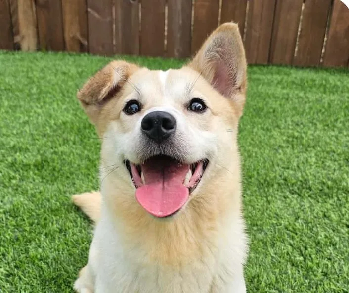 Tofu