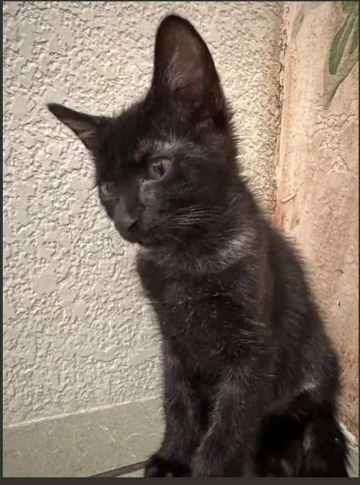 A baby medium-sized male Domestic Short Hair cat named Convenia for adoption in Lincoln, CA