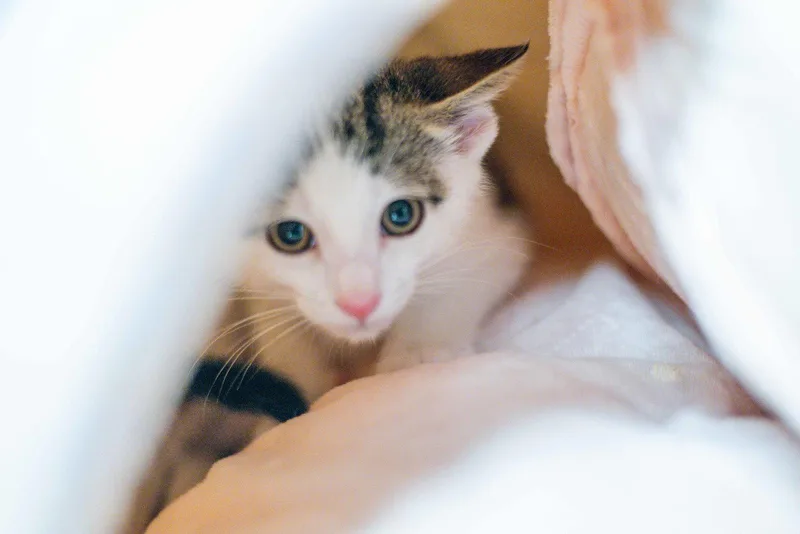 A young medium-sized male Domestic Short Hair cat named Bill for adoption in Hilton Head Island, SC