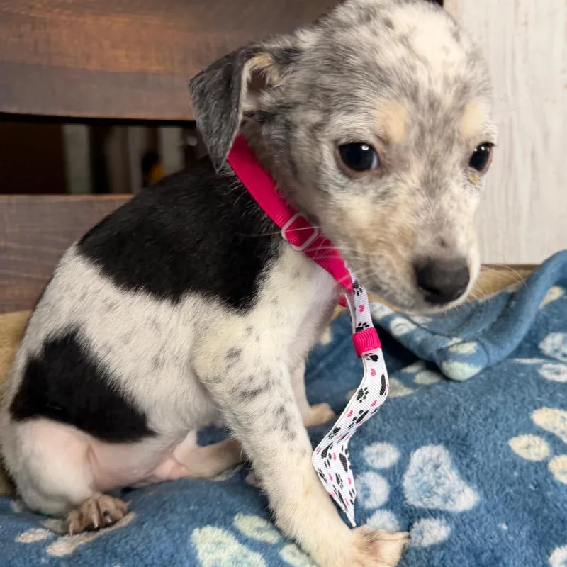A baby small-sized male Yellow / Tan / Blond / Fawn Rat Terrier dog named Kiwi for adoption in Aledo, TX