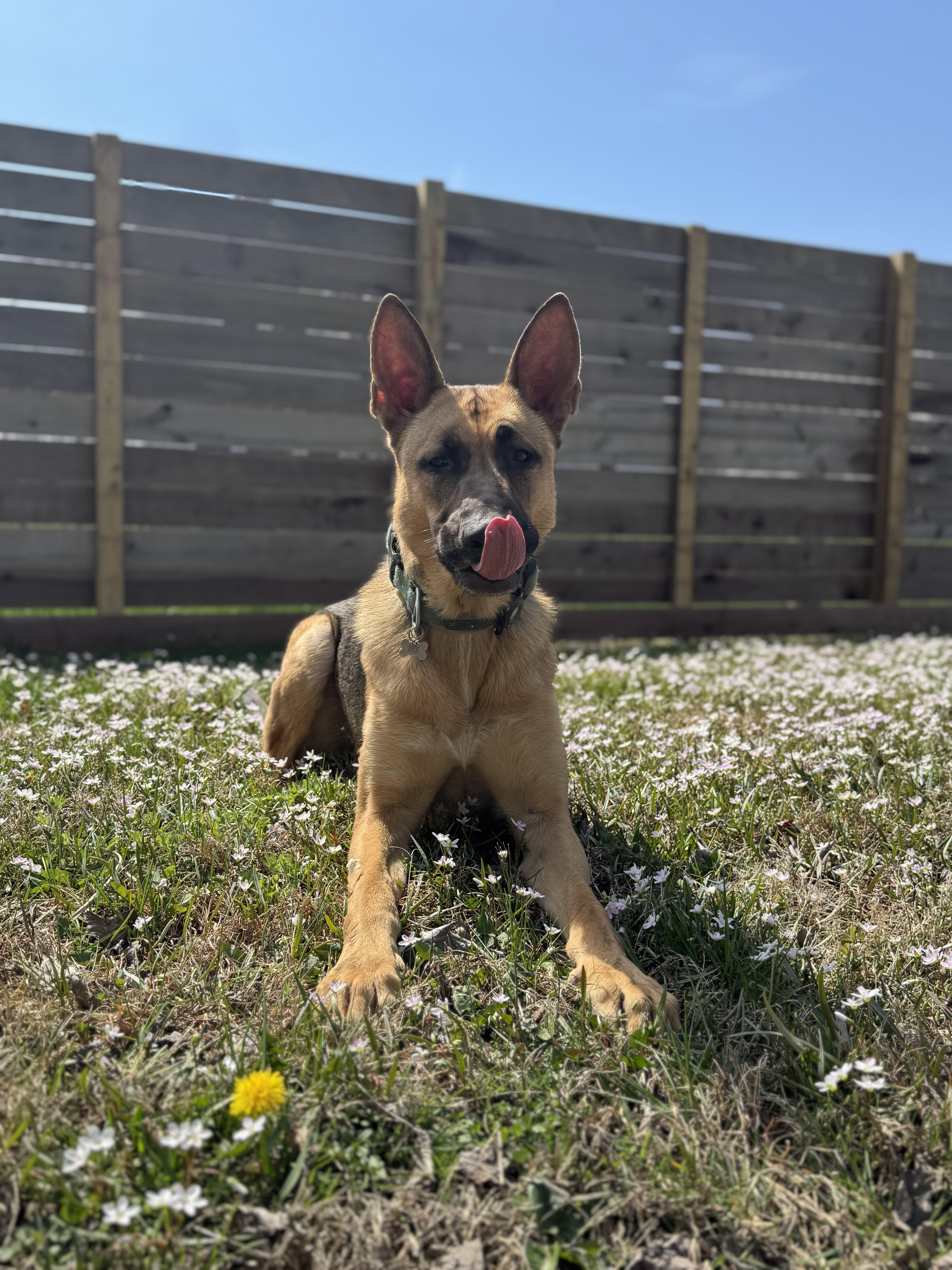 A young large-sized male German Shepherd Dog dog named Rex for adoption in Cincinnati, OH