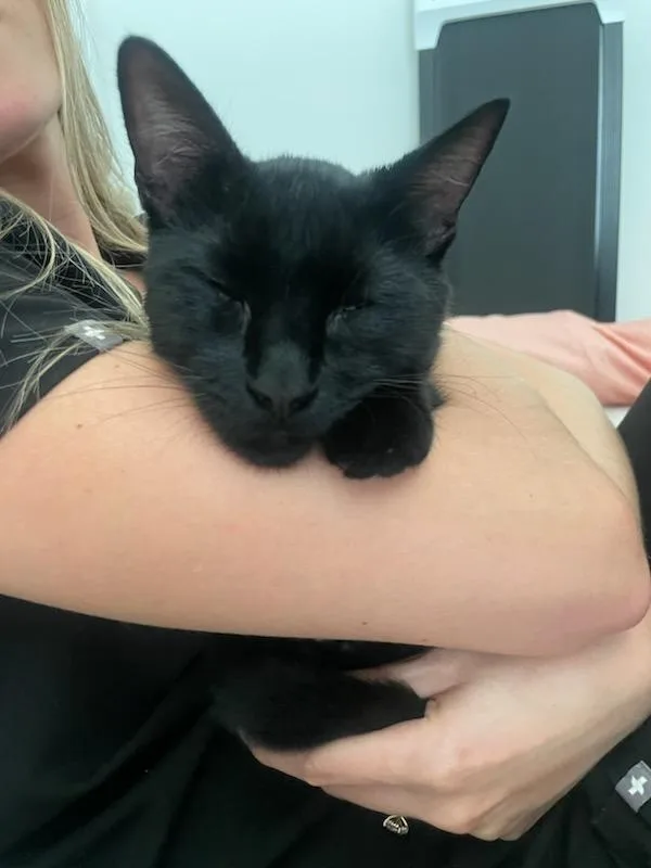 A young large-sized male Domestic Short Hair cat named Shadow for adoption in Fort Myers, FL
