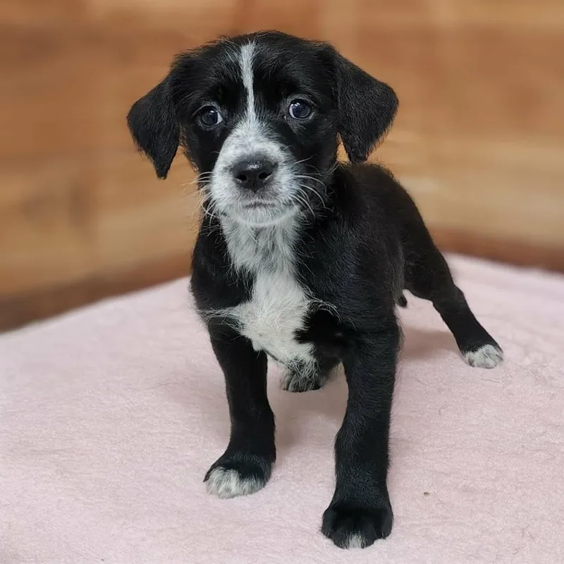 A baby medium-sized female Black Standard Poodle dog named Sora for adoption in Griswold, CT