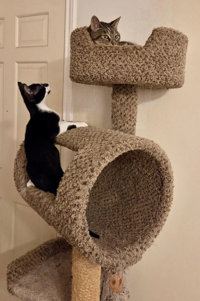 A baby medium-sized male Black American Shorthair cat named Juda for adoption in Tomball, TX