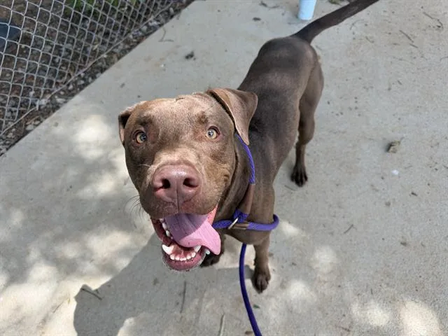 A young large-sized male Mixed Breed dog named Porter for adoption in Charlotte, NC