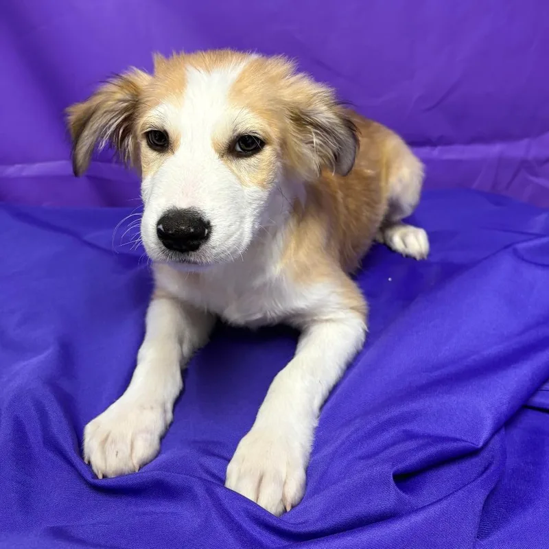 A baby medium-sized male Collie dog named Obscure for adoption in North Myrtle Beach, SC