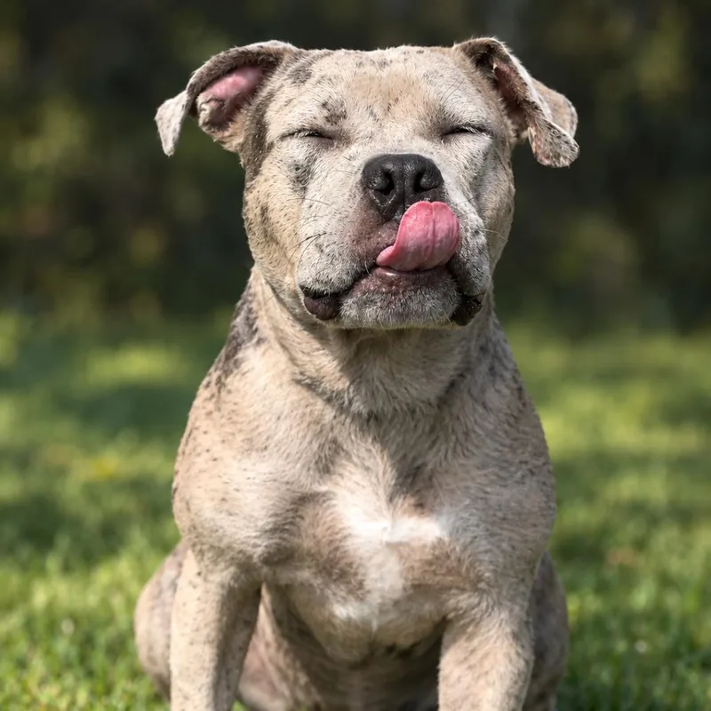 An adult medium-sized male Mixed Breed dog named Titan for adoption in Jupiter, FL