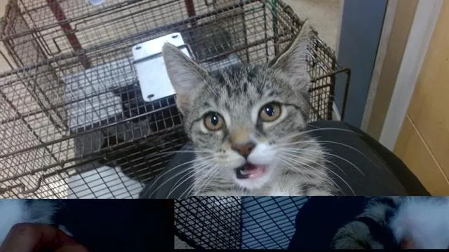 A baby small-sized male Domestic Short Hair cat named Rigby for adoption in Miami, FL