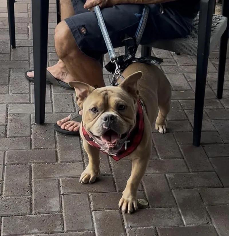 A young medium-sized male Bulldog dog named Stetson for adoption in Coconut Creek, FL