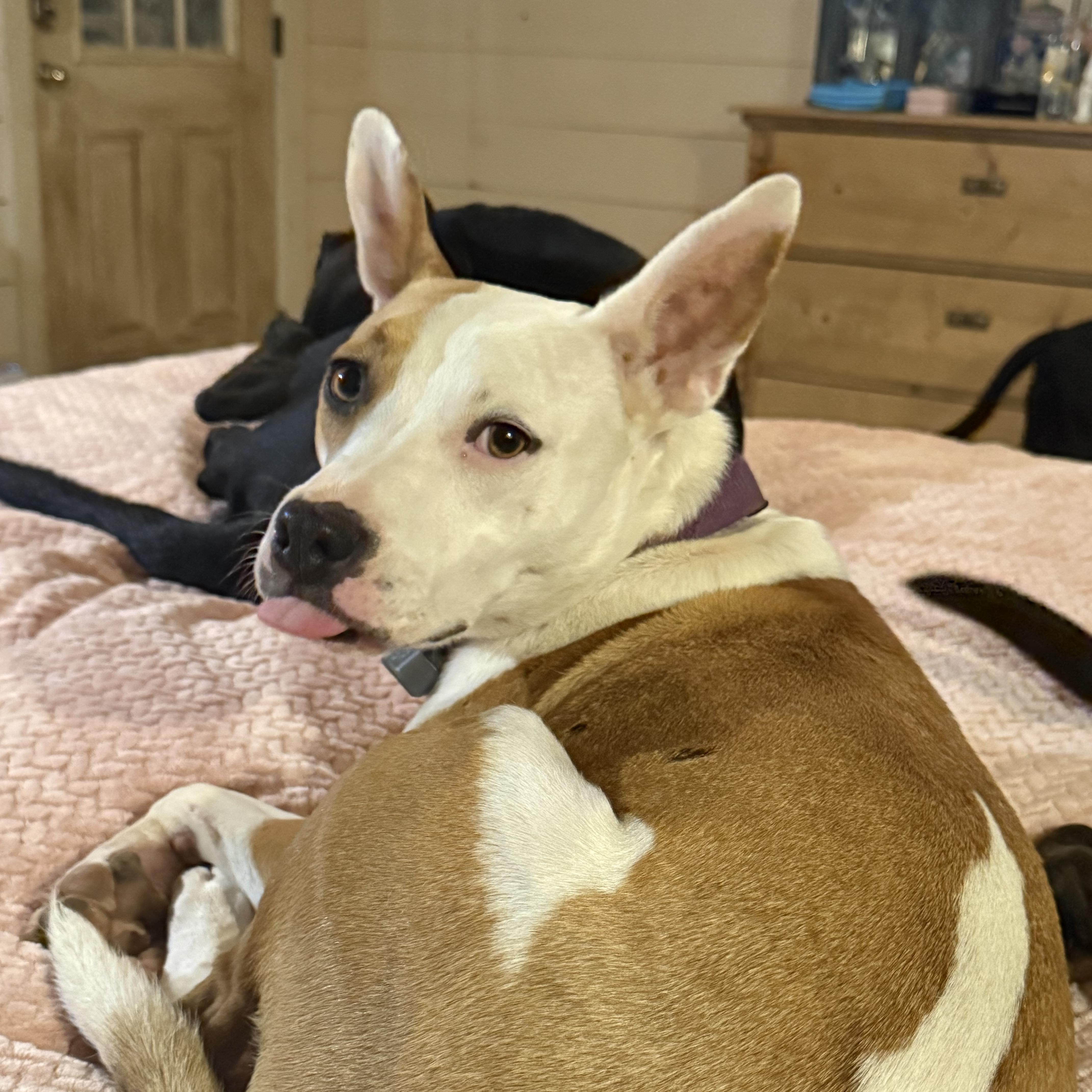 A young medium-sized female Basenji dog named Dottie for adoption in Holly Springs, MS