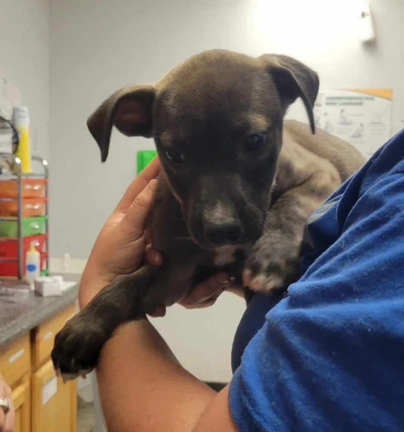 A baby large-sized female Pit Bull Terrier dog named Corn Dog for adoption in Lockhart, TX