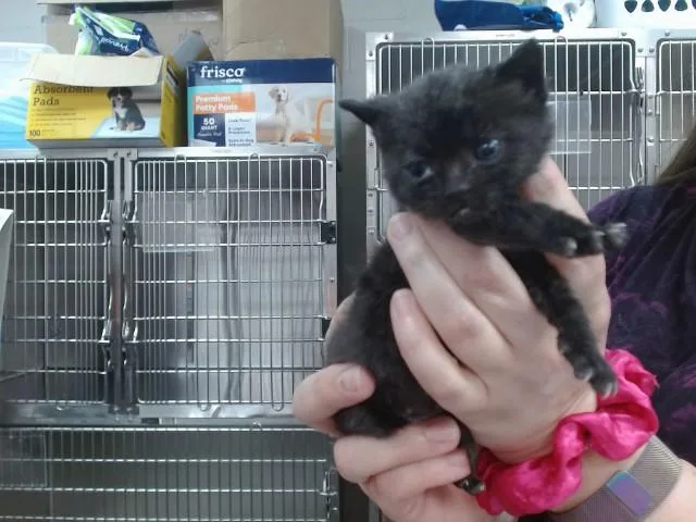 A baby small-sized female Domestic Short Hair cat named Ariana Grande for adoption in Salinas, CA