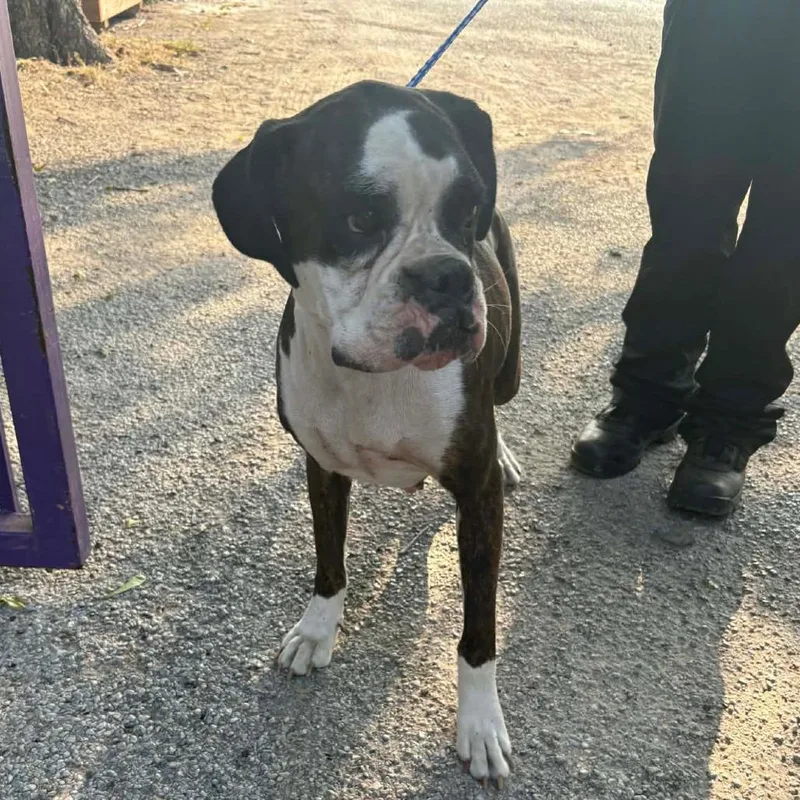 An adult medium-sized female Brown / Chocolate Boxer dog named Prissy for adoption in Stephenville, TX