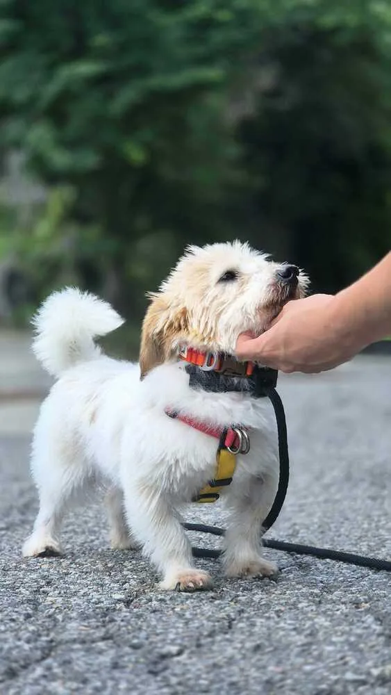 An adult small-sized male Spitz dog named Marley for adoption in Long Island City, NY