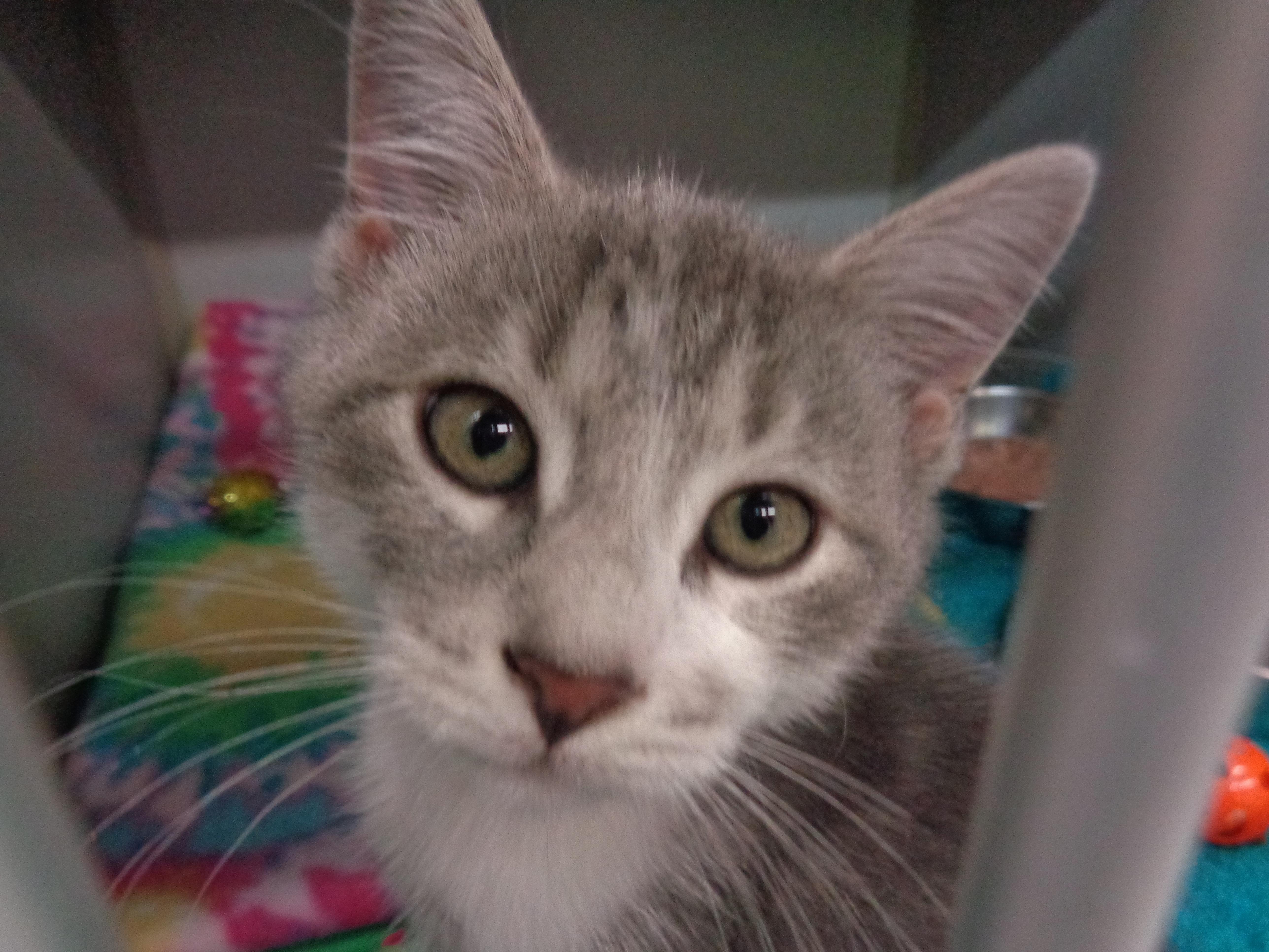 A baby small-sized male Gray & White Tabby cat named Timber for adoption in Delhi, NY