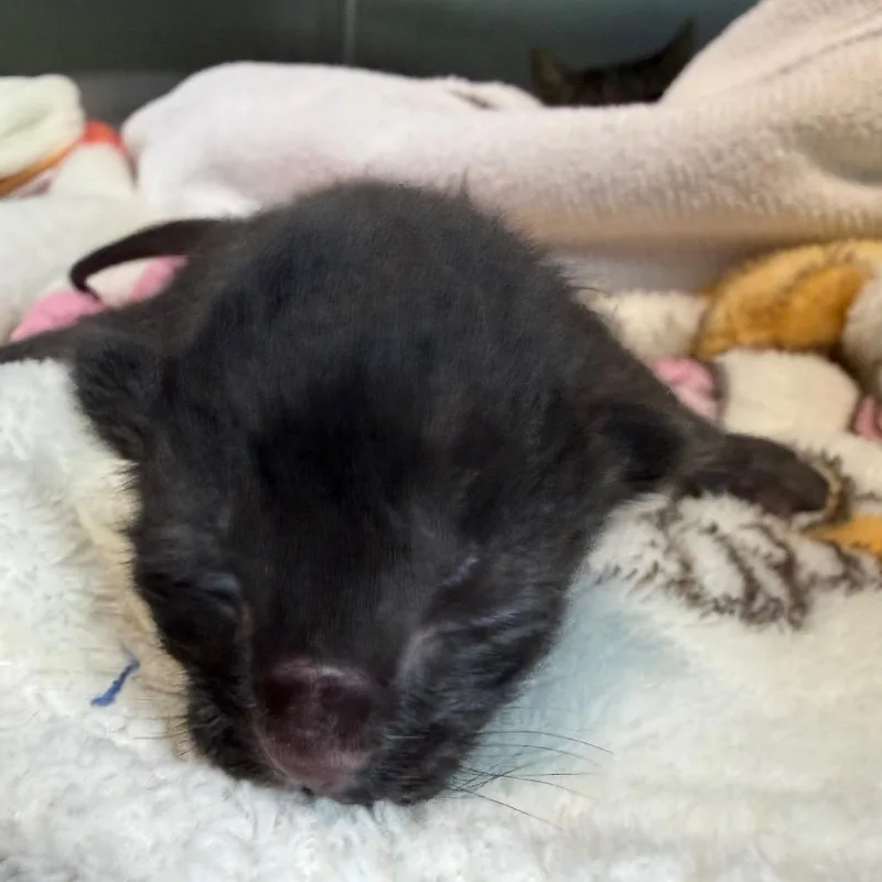 Wild Toe Beans thumbnail 2