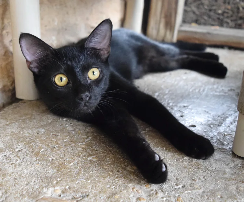 A baby medium-sized male Black Domestic Short Hair cat named Jaeger for adoption in Bulverde, TX